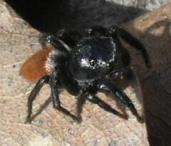Habronattus decorus