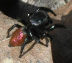 Habronattus decorus