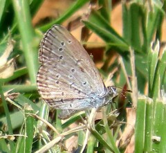 Zizeeria knysna