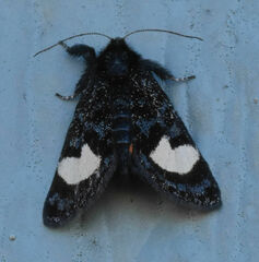 Psychomorpha epimenis