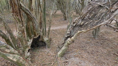 Chloroleucon mangense