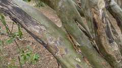 Chloroleucon mangense