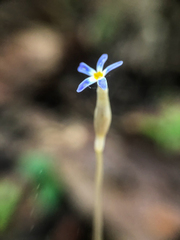 Voyria tenella