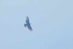 Nisaetus cirrhatus limnaeetus