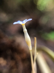 Voyria tenella