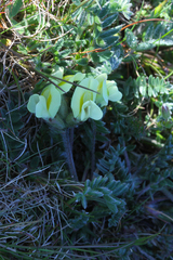 Oxytropis campestris