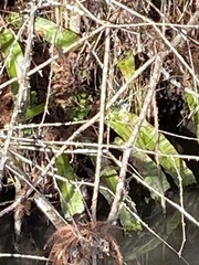 Asplenium scolopendrium