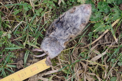 Microtus arvalis