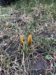 Crocus chrysanthus