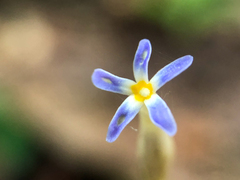 Voyria tenella