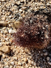 Echinomastus erectocentrus erectocentrus