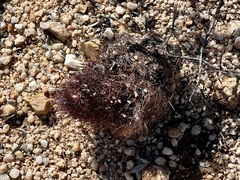 Echinomastus erectocentrus erectocentrus