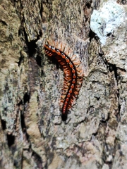 Helicorthomorpha holstii