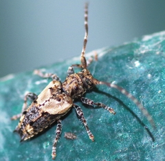 Pogonocherus hispidus