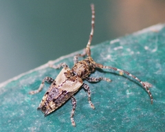 Pogonocherus hispidus