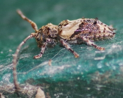Pogonocherus hispidus