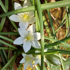 Ornithogalum umbellatum