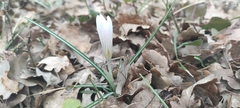 Crocus versicolor