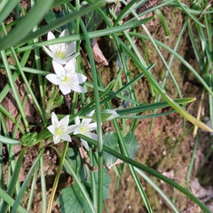 Ornithogalum umbellatum