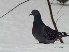 Columba livia