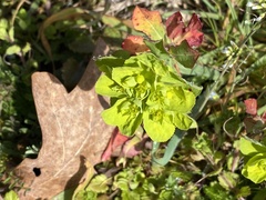 Euphorbia helioscopia