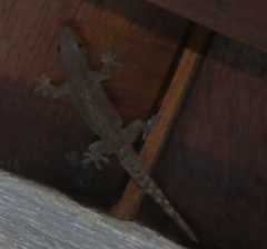 Hemidactylus garnotii