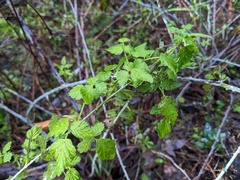 Rubus leucodermis