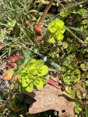 Euphorbia helioscopia
