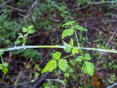 Rubus leucodermis