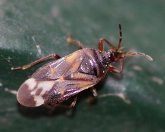 Anthocoris