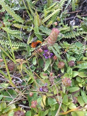 Bombus dahlbomii