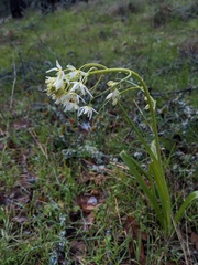 Toxicoscordion fremontii