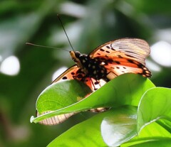 Pseudacraea boisduvalii