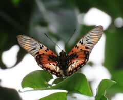 Pseudacraea boisduvalii