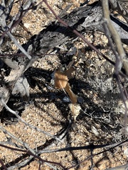 Acourtia nana