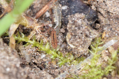 Isotomurus