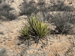 Yucca baccata