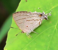Hypolycaena philippus philippus