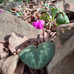 Cyclamen coum
