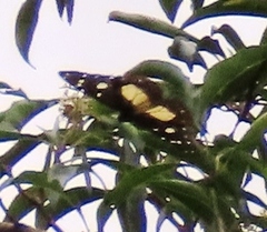 Amauris albimaculata