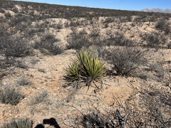 Yucca baccata