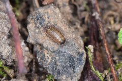 Philoscia muscorum