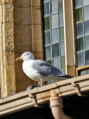 Larus argentatus