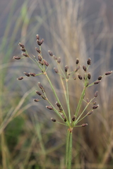 Fimbristylis dichotoma