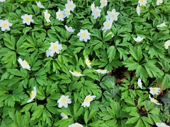 Anemonoides nemorosa