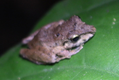 Pristimantis lanthanites