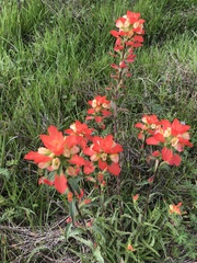 Castilleja indivisa