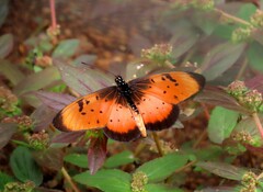 Acraea natalica