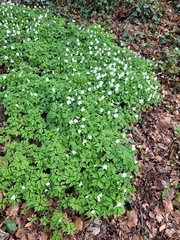 Anemonoides nemorosa