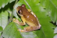Dendropsophus sarayacuensis
